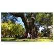 Bici senza pedali per bambini Woom 1 Classic GO Vibrant Yellow
