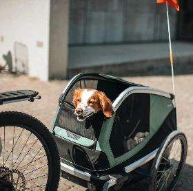 Carrelli per cani