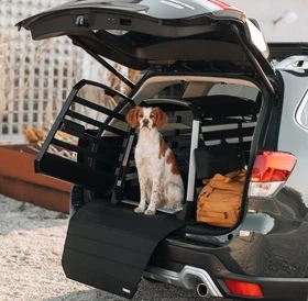 Gabbie per il trasporto dei cani